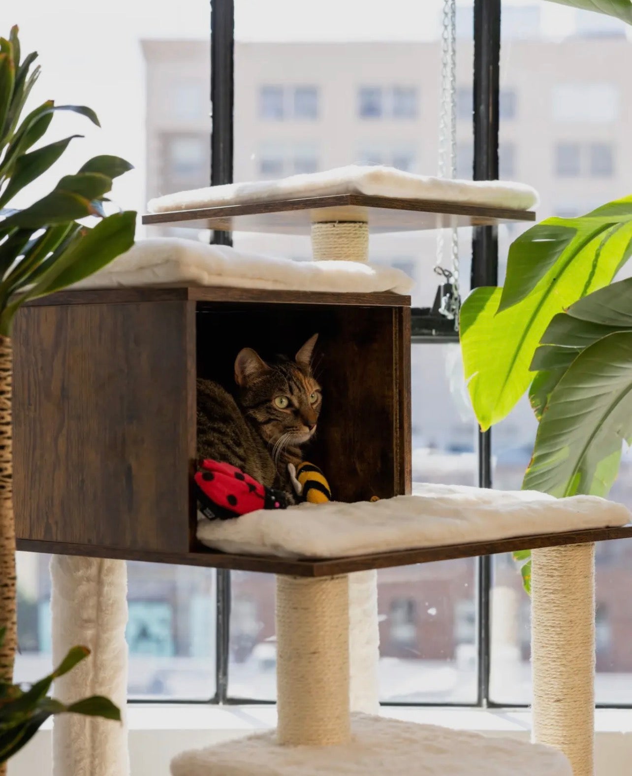 ZippyClaws 2-Pack - Ladybug and Bee