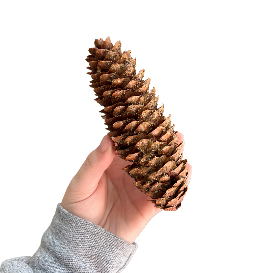 Crazy Critter Toys Jumbo Sugar Pine Cone Banana And Basil Flavored For Small Animals