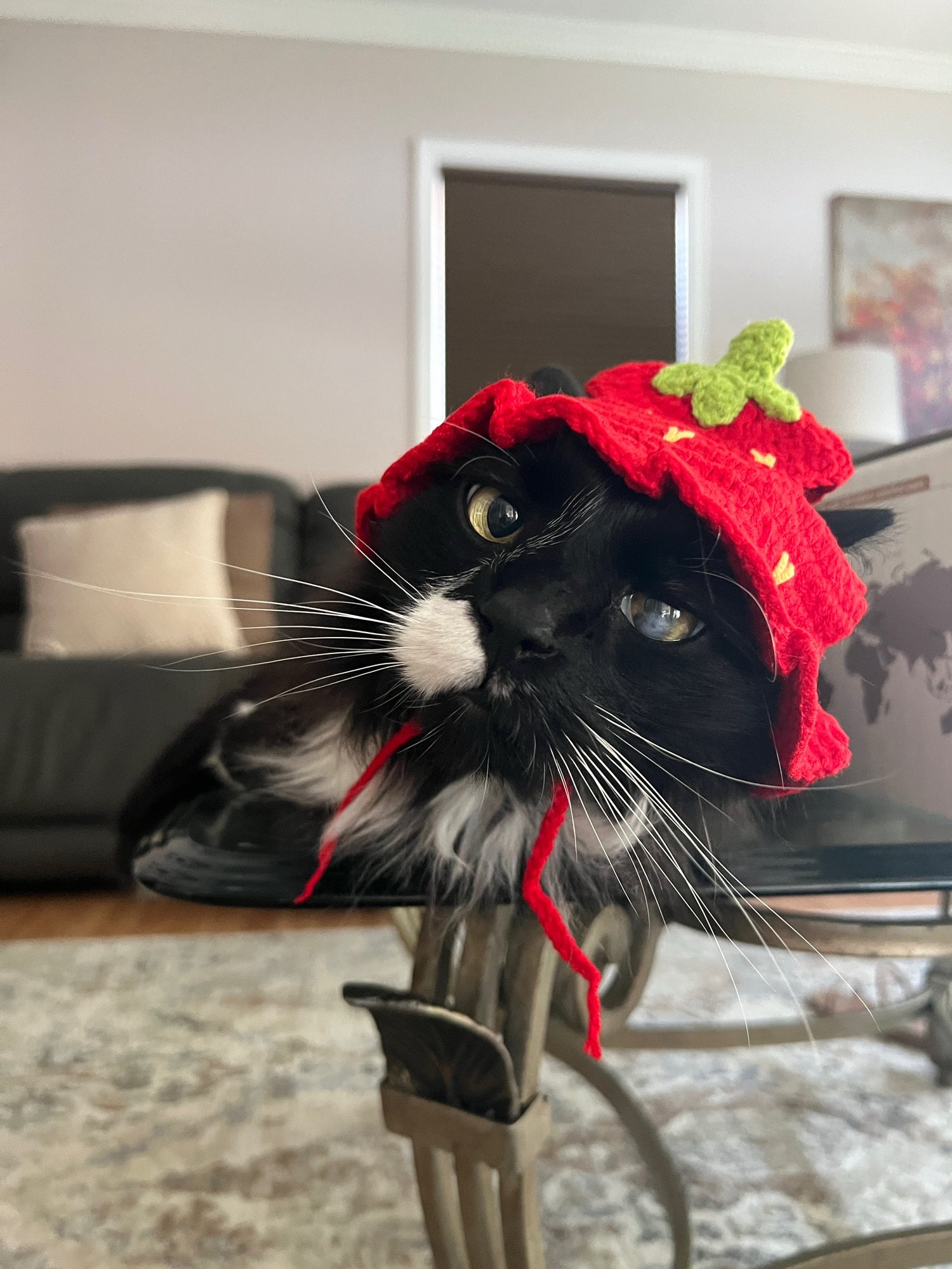 Cats