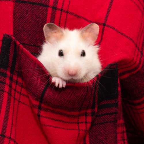 Hamsters