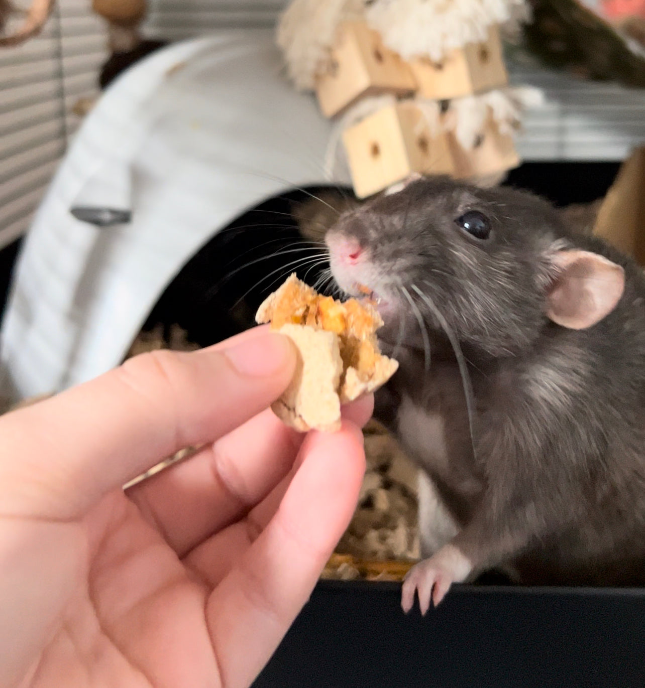 Rat treats