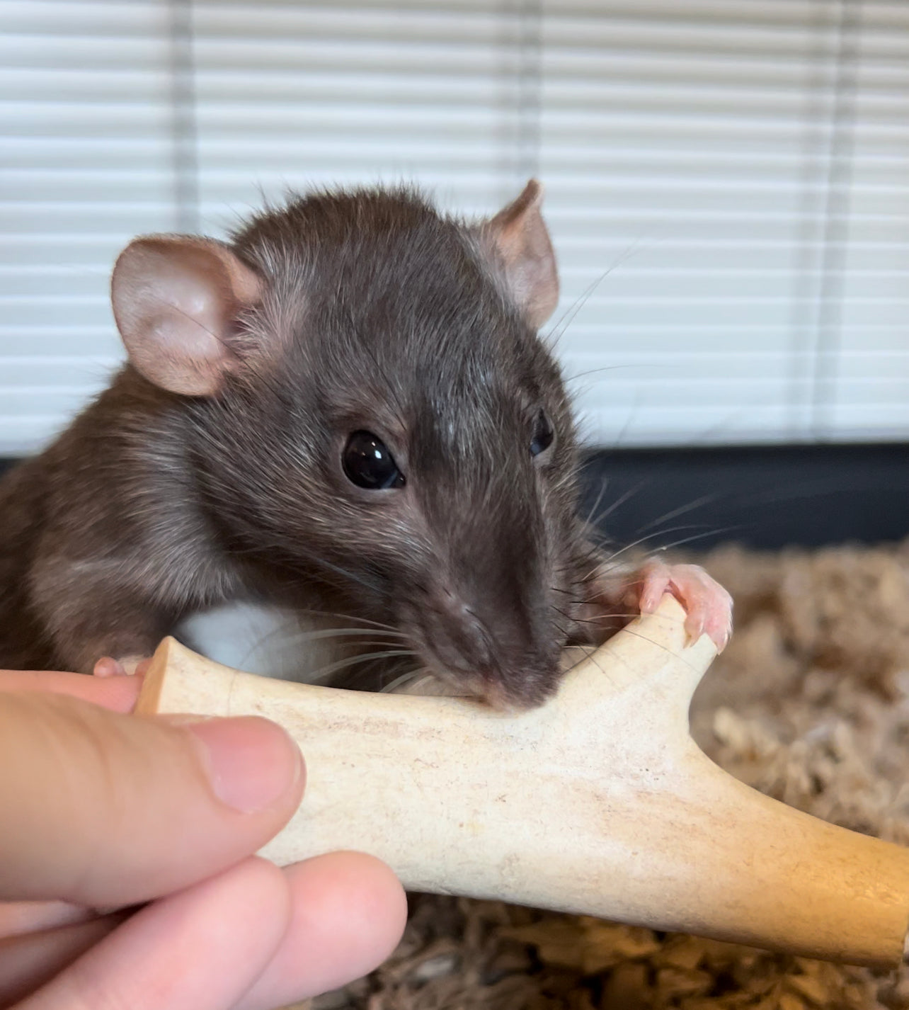 Rat chew toys