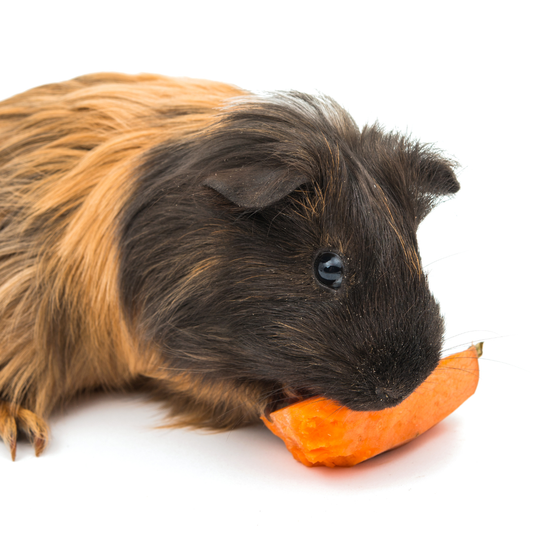 Guinea pig treats