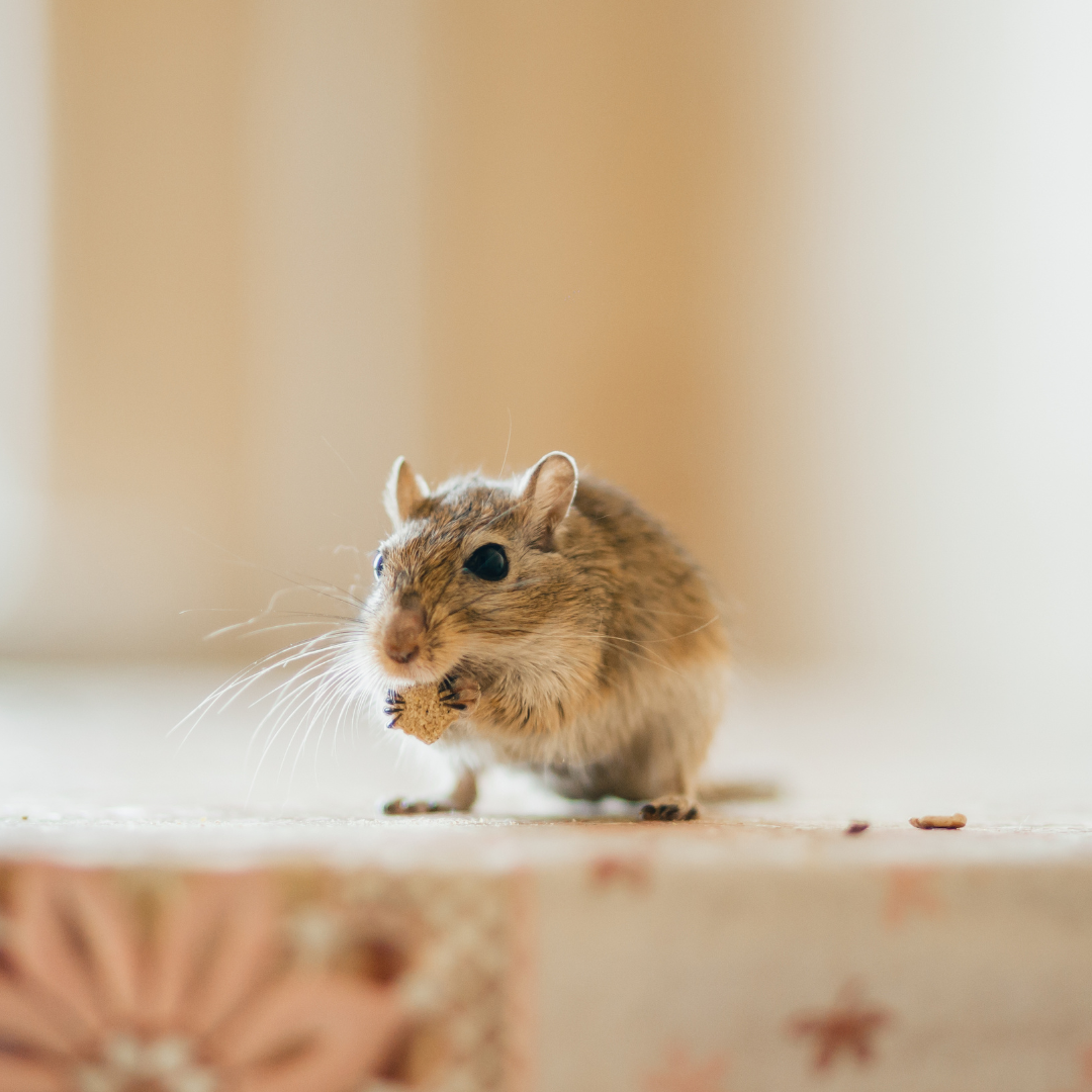 Gerbil treats