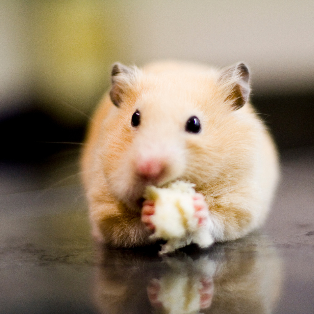 Hamster treats