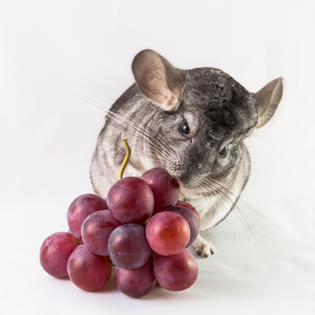 Chinchilla treats