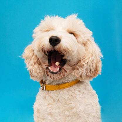 Snaggle Tooth Duck Liver Teeny Tiny Treats